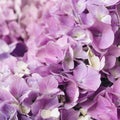 Flowery texture for background. Beautiful blooming purple hydrangea flowers, close up Royalty Free Stock Photo