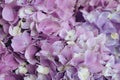 Flowery texture for background. Beautiful blooming purple hydrangea flowers, close up Royalty Free Stock Photo