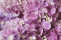 Flowery texture for background. Beautiful blooming purple hydrangea flowers, close up Royalty Free Stock Photo