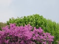 Flowery tree pink flowers amount beautiful background Royalty Free Stock Photo