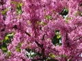 Flowery tree pink flowers amount beautiful background Royalty Free Stock Photo