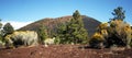 A Flowery View of Sunset Crater