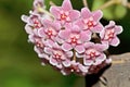 A flowery wax plant or Hoya Royalty Free Stock Photo