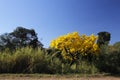 Flowery yellow ipe tree in the woods Royalty Free Stock Photo