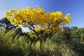Flowery yellow ipe tree in the woods Royalty Free Stock Photo