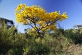Flowery yellow ipe tree in the woods Royalty Free Stock Photo
