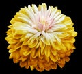 Floweryellow chrysanthemum. Flower isolated on the black background. Close-up.