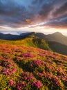 Flowes in the mountains during sunrise