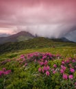 Flowes in the mountains during sunrise