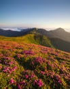 Flowes in the mountains during sunrise