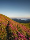 Flowes in the mountains during sunrise