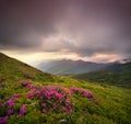 Flowes in the mountains during sunrise