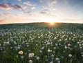 Flowes in the mountains during sunrise