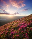 Flowes in the mountains during sunrise
