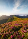 Flowes in the mountains during sunrise