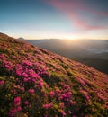 Flowes in the mountains during sunrise