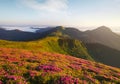 Flowes in the mountains during sunrise