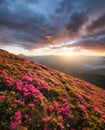 Flowes in the mountains during sunrise