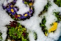 Flowes under the snow Royalty Free Stock Photo