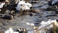 Flowing bourn in a frozen landscape