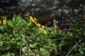 Flowing creek surrounded by blossomed yellow flowers