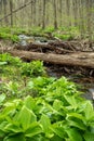 A flowing idyllic Pennsylvania woodland stream with fallen tree bridge Royalty Free Stock Photo