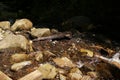 Flowing mountain stream with transparent water and stones on bottom Royalty Free Stock Photo