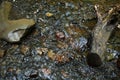 Flowing mountain stream with transparent water and stones on bottom Royalty Free Stock Photo