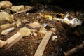 Flowing mountain stream with transparent water and stones on bottom Royalty Free Stock Photo