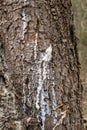 Flowing resin on the bark of a coniferous tree Royalty Free Stock Photo