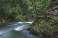 Flowing river in the forest