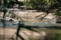 A flowing river with fresh water over which hang large trees with green leaves, pass the sun`s rays Royalty Free Stock Photo