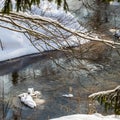 Flowing river in a snowy winter forest. Tree branches covered with fresh snow during winter Christmas on a sunny frosty day Royalty Free Stock Photo