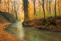 Flowing stream in autumn forest Royalty Free Stock Photo