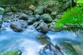 Flowing stream through New Zealand native bush Royalty Free Stock Photo