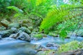 Flowing stream through New Zealand native bush