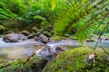 Flowing stream through New Zealand native bush Royalty Free Stock Photo