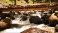 Flowing stream, Pahalgam, Jammu, Kashmir