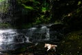 Flowing stream of water in the forest area. Waterfall in the woods with happy running dog