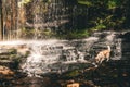 Flowing stream of water in the forest area. Waterfall in the woods with happy running dog Royalty Free Stock Photo