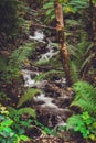 flowing streams among foliage and trees in the forest - image gratuit stock pictures