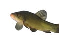 Flowing tench Royalty Free Stock Photo