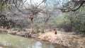 Flowing Water In The Forest Of India And Monkey Sitting Around It. Wildlife.