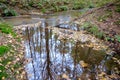 Flowing water in stream long shutter Dutch autumn forest Royalty Free Stock Photo