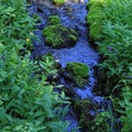 Flowing Water Stream with Spring Flowers Blooming Royalty Free Stock Photo