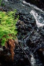 Flowing water from a stream in scotland with ferns and foliage c