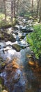 Flowing wooded stream Royalty Free Stock Photo