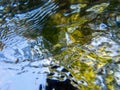 Flowing woodland stream ripples surface reflection nature background