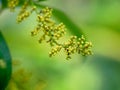 Flowr of dioscorea alata known as purple yam or greater yam Royalty Free Stock Photo