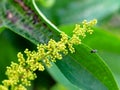 Flowr of dioscorea alata known as purple yam or greater yam Royalty Free Stock Photo